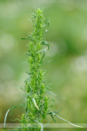 Rechte Alsem;Slender mugwort;Artemisia biennis