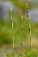 Sheathed Sedge; Carex vaginata