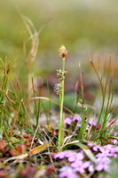 Sheathed Sedge; Carex vaginata