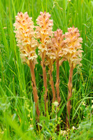 Rode Bremraap; Orobanche rouge; Orobanche lutea