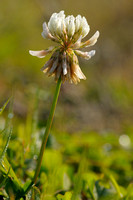 Witte Klaver - Trifolium repens - White Clover