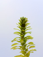 Verfbrem; Dyer's Greenweed; Genista tinctoria;