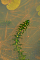 Brede waterpest; Canadian Pondweed; Elodea canadensis