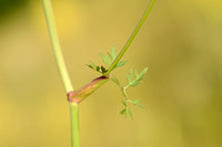 Bergvarkenskervel - Mountain-parsley - Oreoselinum nigrum