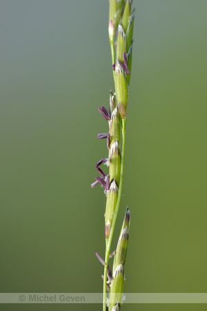 Getand Vlotgras; Small Sweet-grass; Glyceria declinata
