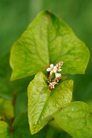 Boekweit -  Fagopyrum esculentum - Buckwheat