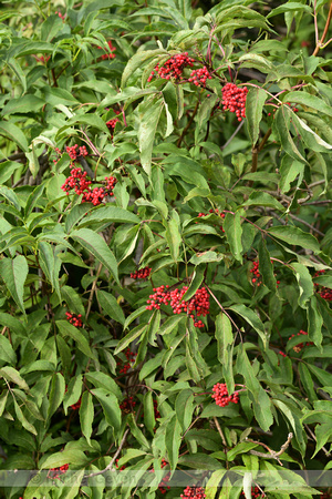 Trosvlier; Red-berried Elder; Sambucus racemosa