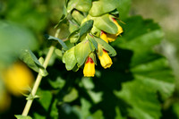 Grote Wasbloem; Greater Honeywort; Cerinthe major