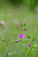 Vergeten wikke; Common Vetch; Vicia sativa subsp. segetali
