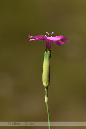 Tuinanjer; Clove Pink; Dianthus caryophyllus