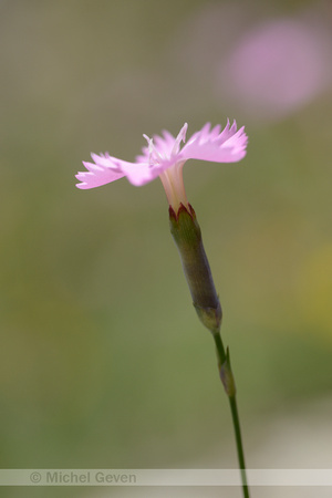 Tuinanjer; Wood Pink; Dianthus caryophyllus subsp. sylvestris