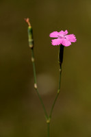 Tuinanjer; Clove Pink; Dianthus caryophyllus