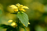Bonte gele dovenetel - Variegated Yellow Archangel - Lamiastrum galeobdolon subsp. argentatum