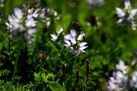 Bergwikke; Alpine Milk Vetch; Astragalus alpinus subsp. Alpinus