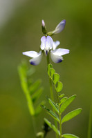Alpenhokjespeul; Alpine Milkvetch; Astragalus alpinus
