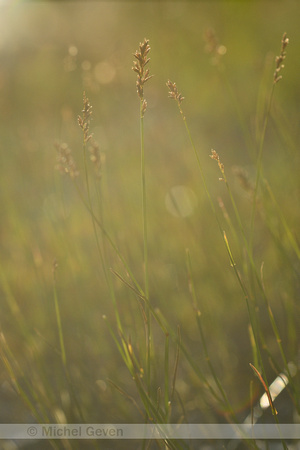 Plat beemdgras; Flattened Meadow-grass; Poa compressa