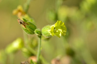 Boerentabak; Mapacho; Nicotiana rustica