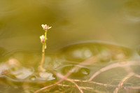 Teer Vederkruid; Alternate Water-milfoil; Myriophyllum alternifl