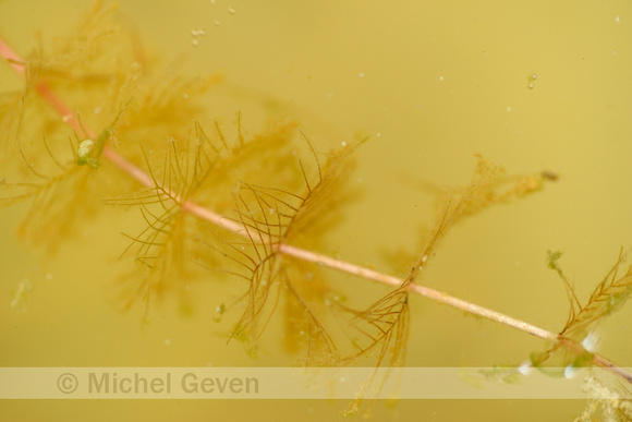 Teer Vederkruid; Alternate Water-milfoil; Myriophyllum alternifl