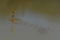 Teer vederkruid; Alternate Water-milfoil; Myriophyllum alternifl