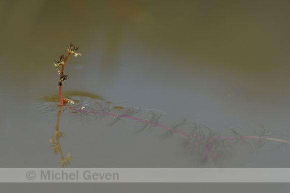 Teer vederkruid; Alternate Water-milfoil; Myriophyllum alternifl
