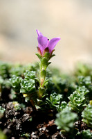 Zuiltjessteenbreek; Purple Saxifrage; Saxifraga oppositifolia