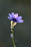 Blauwe Strobloem; Blue cupidone; Catananche caerulea
