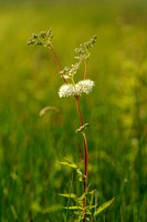 Moerasspirea; Meadowsweet; Filipendula ulmaria