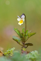 Akkerviooltje - Field Pansy - Viola arvensis