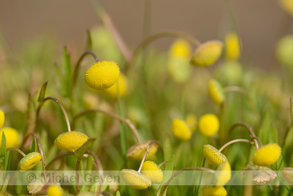 Goudknopje; Golden buttons; Cotula coronopifolia;