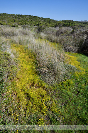 Goudknopje; Buttonweed; Cotula coronopifolia