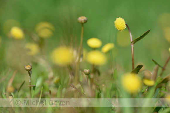 Goudknopje; Golden buttons; Cotula coronopifolia
