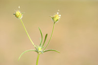 Zandweegbree; Branched Plantain; Plantago arenaria