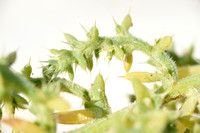 Stekend loogkruid; Prickly Saltwort; Salsola kali;