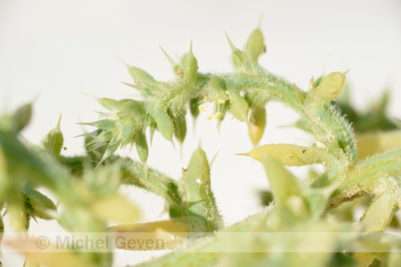 Stekend loogkruid; Prickly Saltwort; Salsola kali;