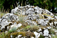 Ruig schapegras; Sheep's Fescue; Festuca ovina subsp. hirtula