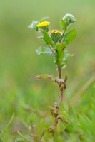 Small Fleabane; Klein Vlooienkruid; Pulicaria vulgaris