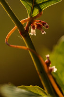 Hopwarkruid; Hop Dodder;Cuscuta lupuliformis