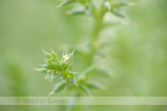 Stekend loogkruid; Prickly Saltwort; Salsola kali