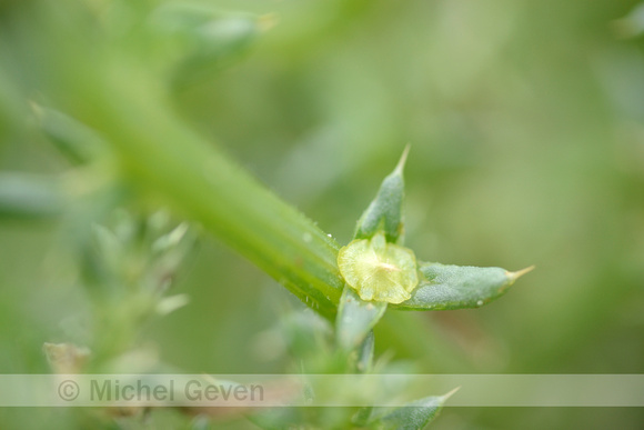 Stekend loogkruid; Prickly Saltwort; Salsola kali