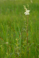 Moerasspirea; Meadowsweet; Filipendula ulmaria