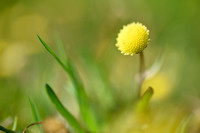 Goudknopje; Golden buttons; Cotula coronopifolia