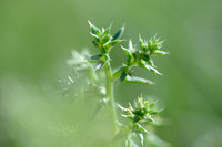Stekend Loogkruid; Prickly Saltwort; Salsola kali