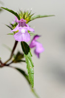 Smalle Raai; Red Hemp-nettle; Galeopsis angustifolia;