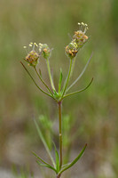 Zandweegbree; Branched Plantain; Plantago arenaria