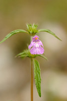 Smalle Raai; Red Hemp-nettle; Galeopsis angustifolia;