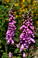 Vingerhoedskruid;Foxglove; Digitalis purpurea