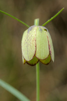 Kievitsbloem; Fritillaria involucrata