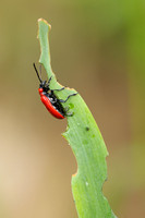 Leliehaantje; Lilioceris lilii; Scarlet lily beetle