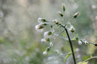 Wit Hoefblad; White Butterbur; Petasites albus;